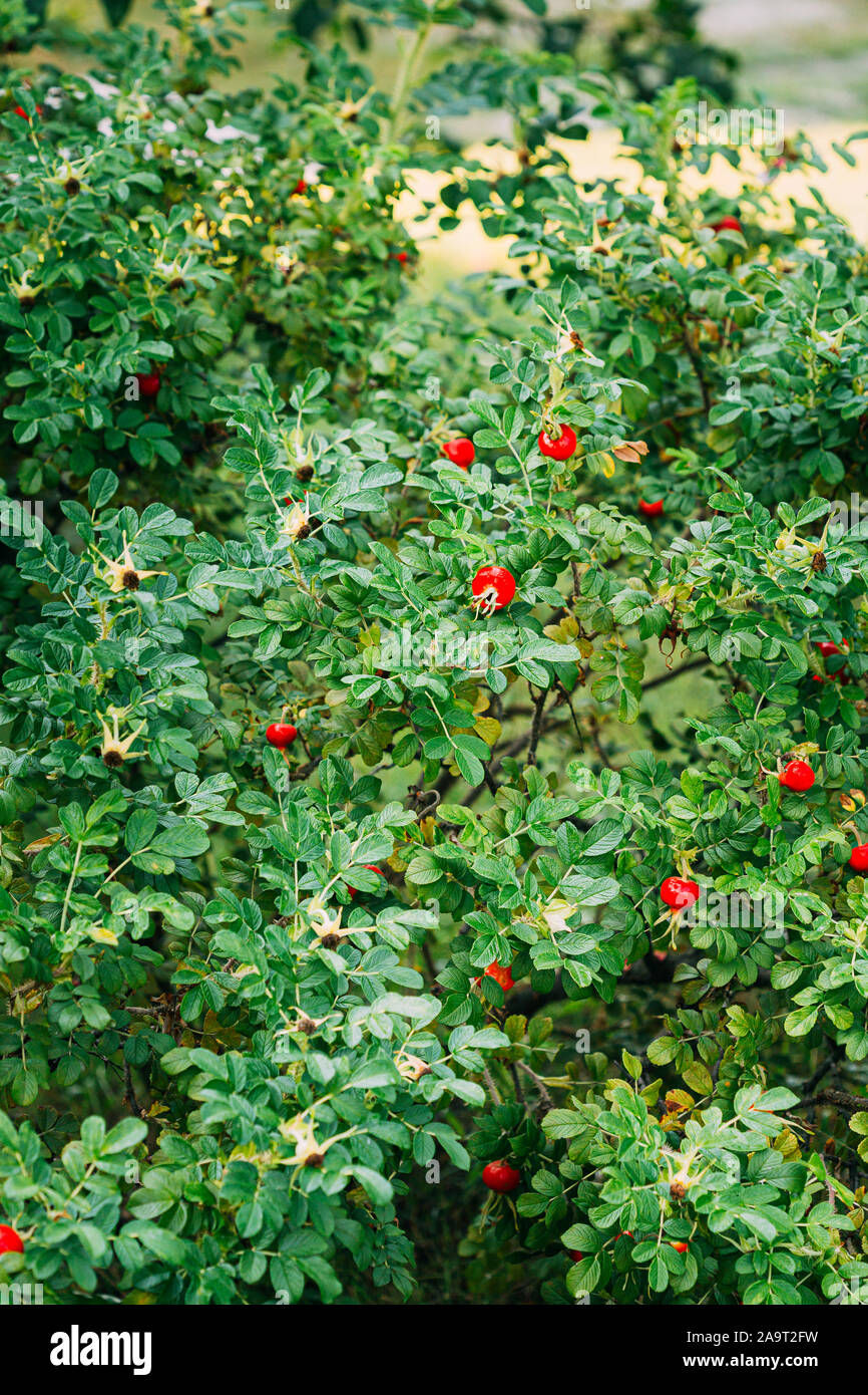 Red Rose Hip Or Rosehip. Rose Hips Contain Large Amounts Of Vitamins, Especially Vitamin C And