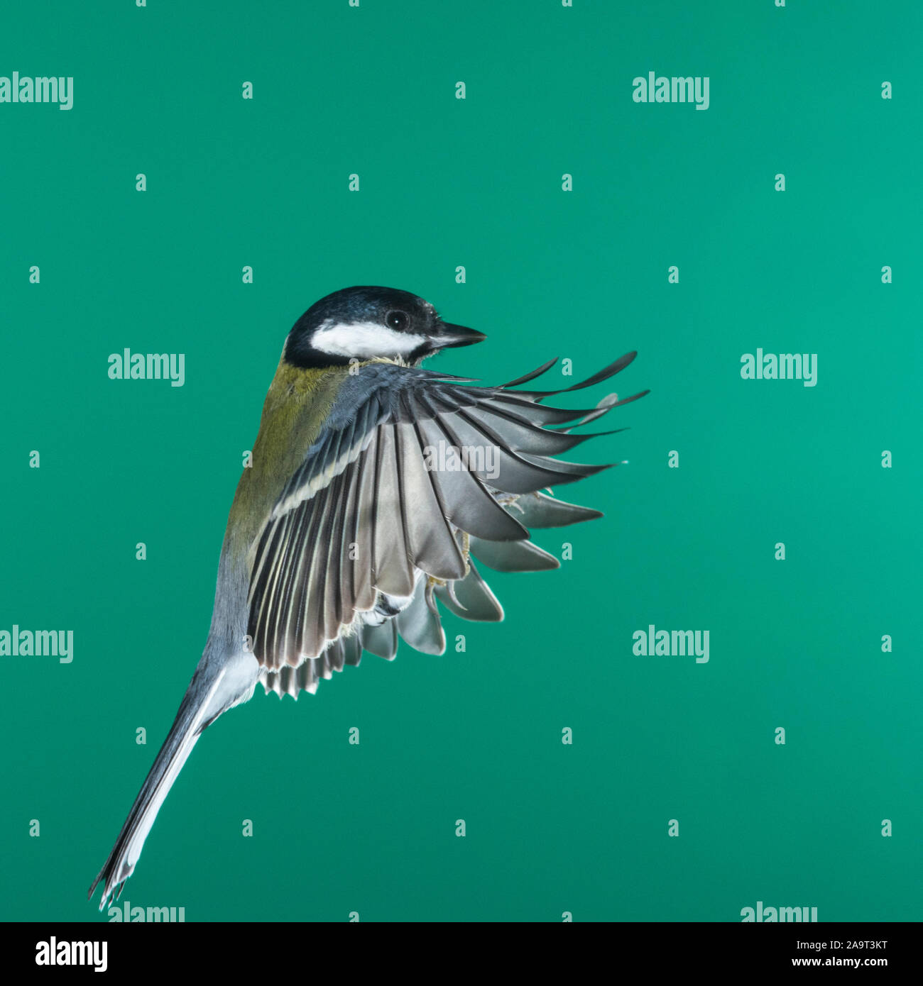 A Great Tit (Parus major) photographed using High speed flash in free flight in the Uk Stock Photo