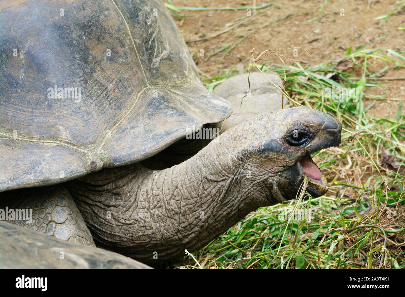 Seychellen-Riesenschildkröten beim Fressen Stock Photo