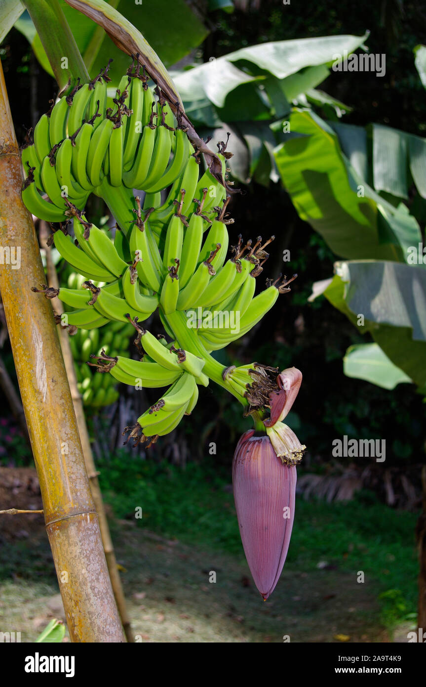 Dessertbanane, auch Obstbanane oder kurz Banane (Musa × paradisiaca), Bananenstaude auf einer Plantage auf den Seychellen Stock Photo