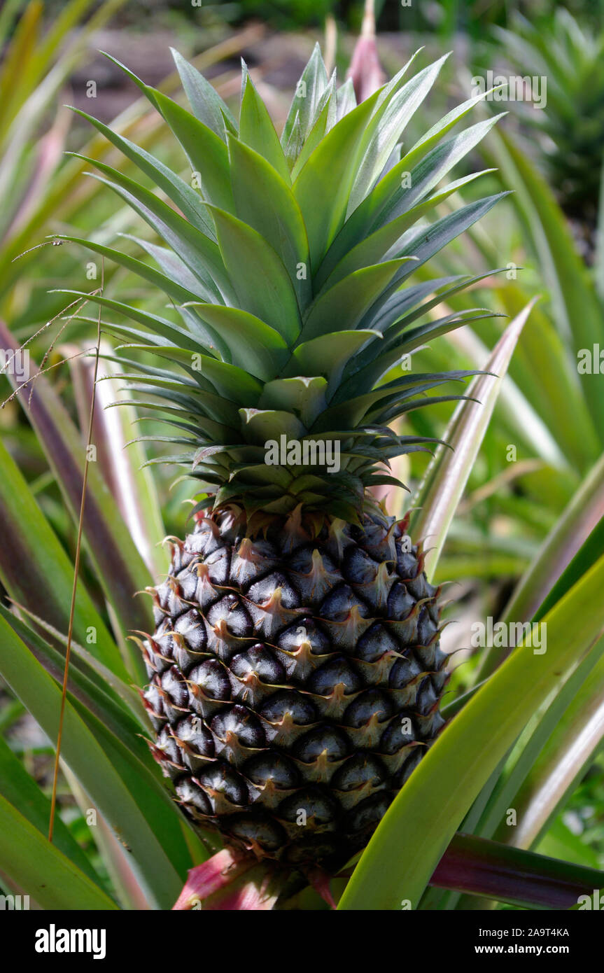 Nahaufnahme einer Ananas Pflanze, tropische Frucht, die auf den Seychellen wächst Stock Photo