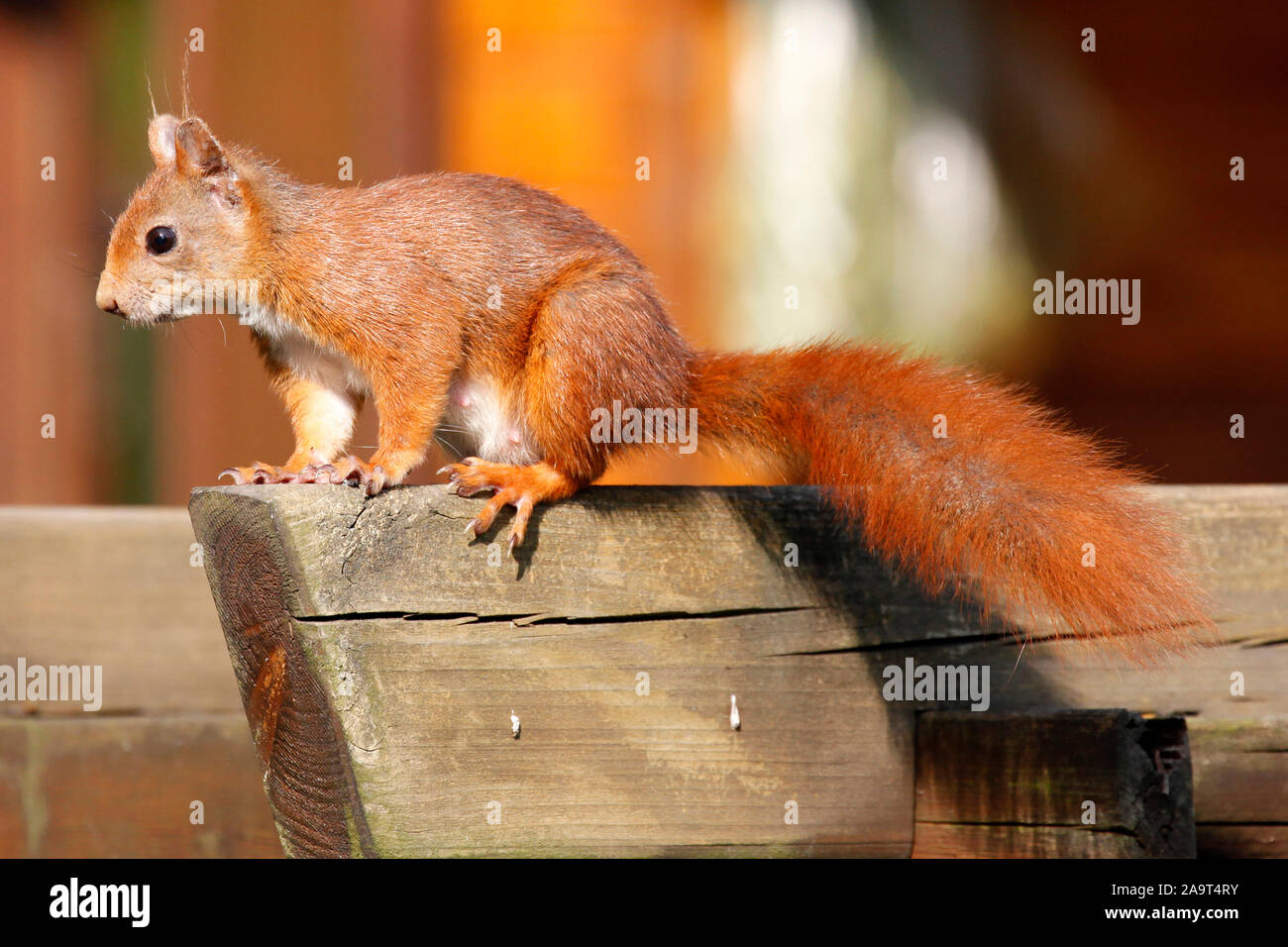 Geschicktes aufmerksames junges europäisches rotes Eichhörnchen auf Beobachtungsposten Stock Photo