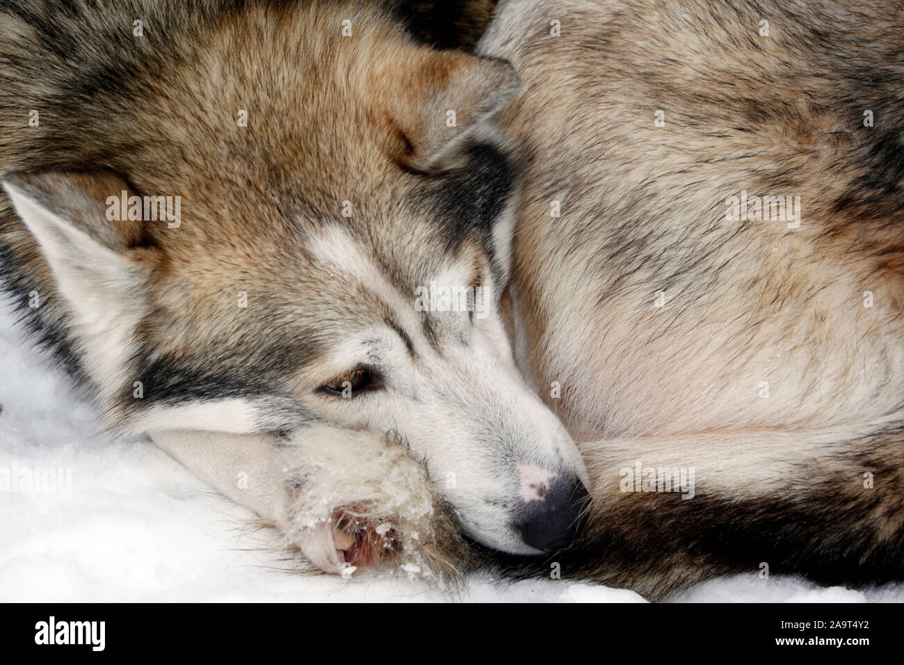 Schlafenden High Resolution Stock Photography and Images - Alamy