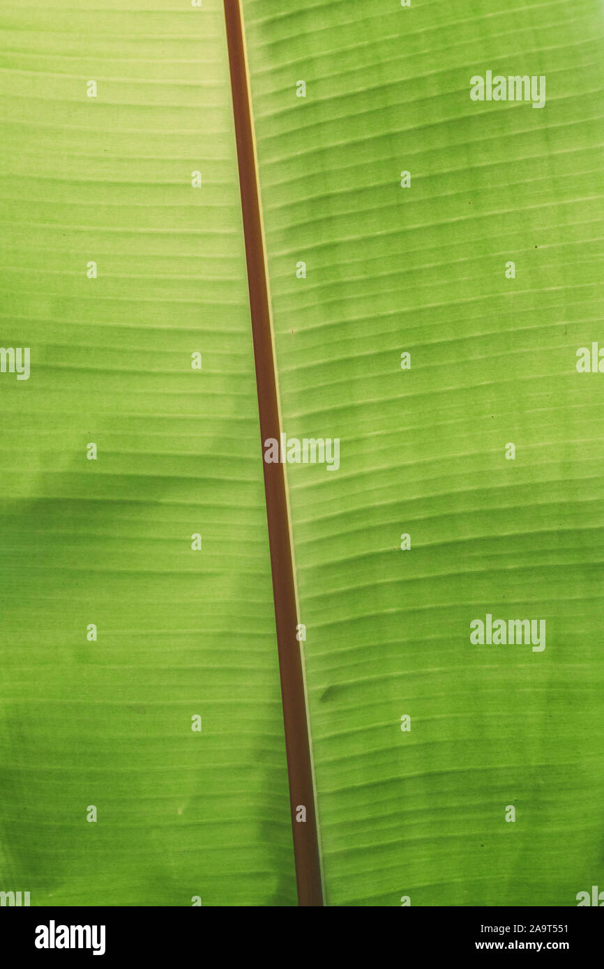 Leaf structure close shot hi-res stock photography and images - Alamy