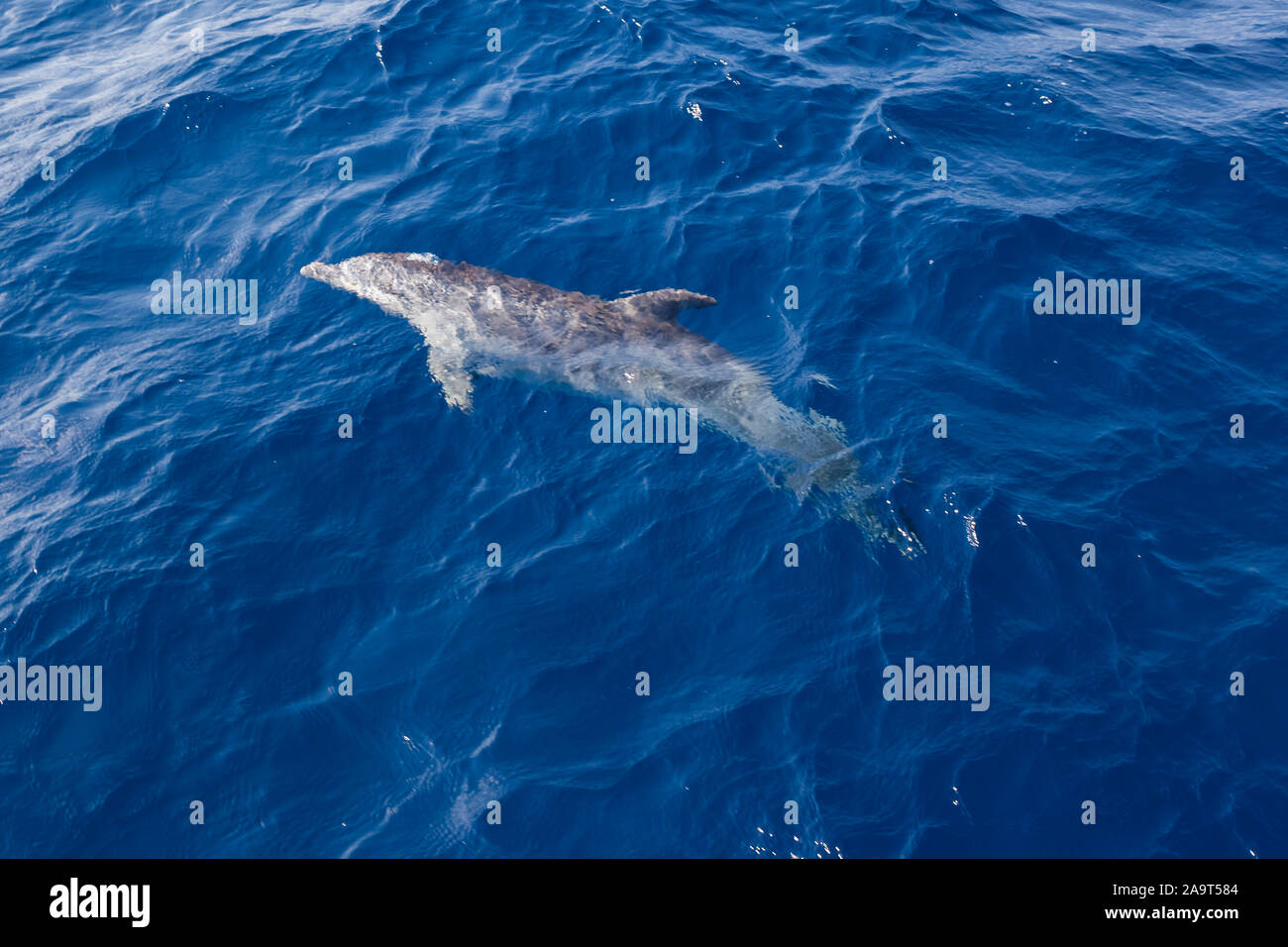 Griechenland, Kyklapen, schwimmende Delfine, Stock Photo