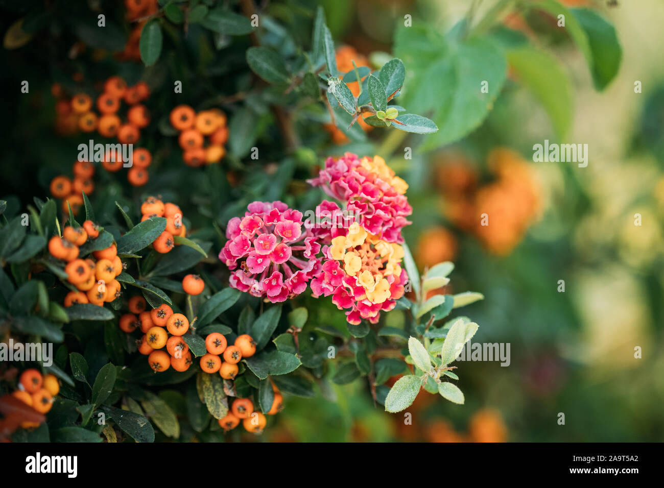Blooming Pink Flowers Of Lantana On Background Pyracantha Coccinea Plant In Garden. Stock Photo