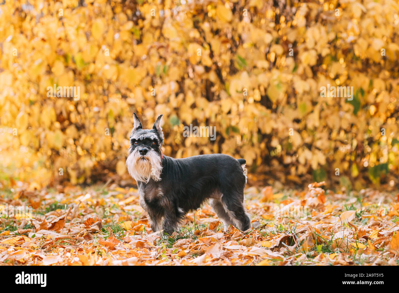 Miniature Schnauzer Dog Or Zwergschnauzer Funny Posing Outdoor In Autumn Day. Stock Photo