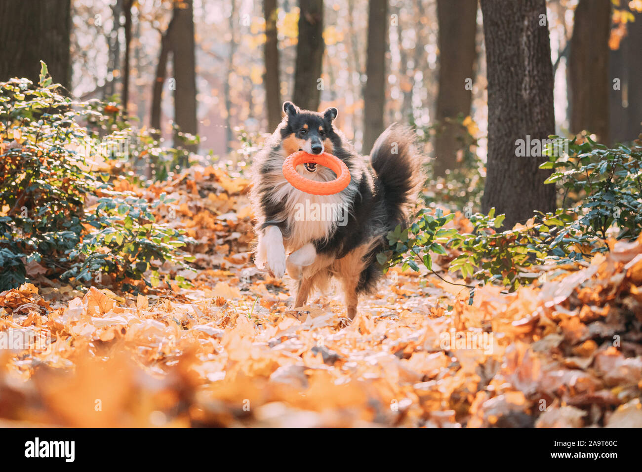 toy shetland sheepdog