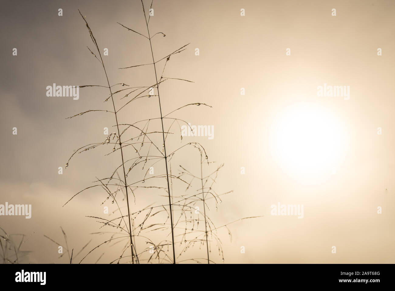 Dew drops on grasses on a misty morning on the common Stock Photo