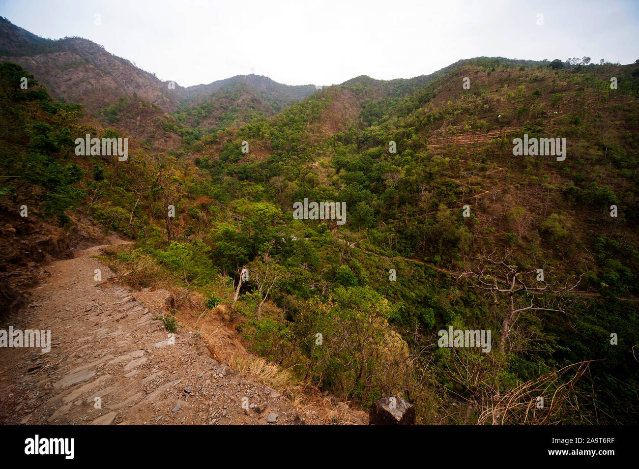 Dense forest at the Nandhour Valley, Kumaon Hills, Uttarakhand, India Stock Photo