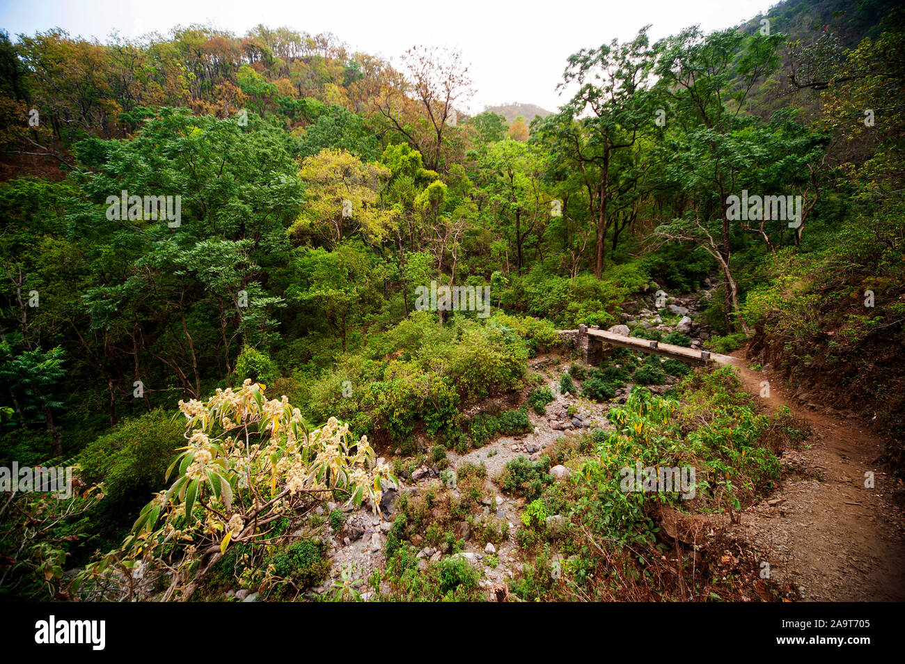 Dense forest at the Nandhour Valley, Kumaon Hills, Uttarakhand, India Stock Photo