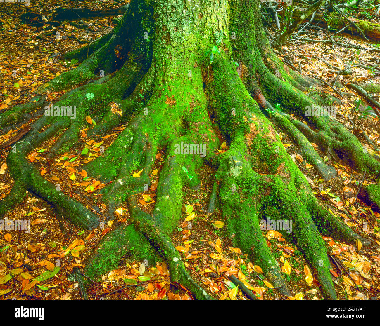 Mossy roots, Miyajima Island, Japan, Inland Sea National Park Stock Photo