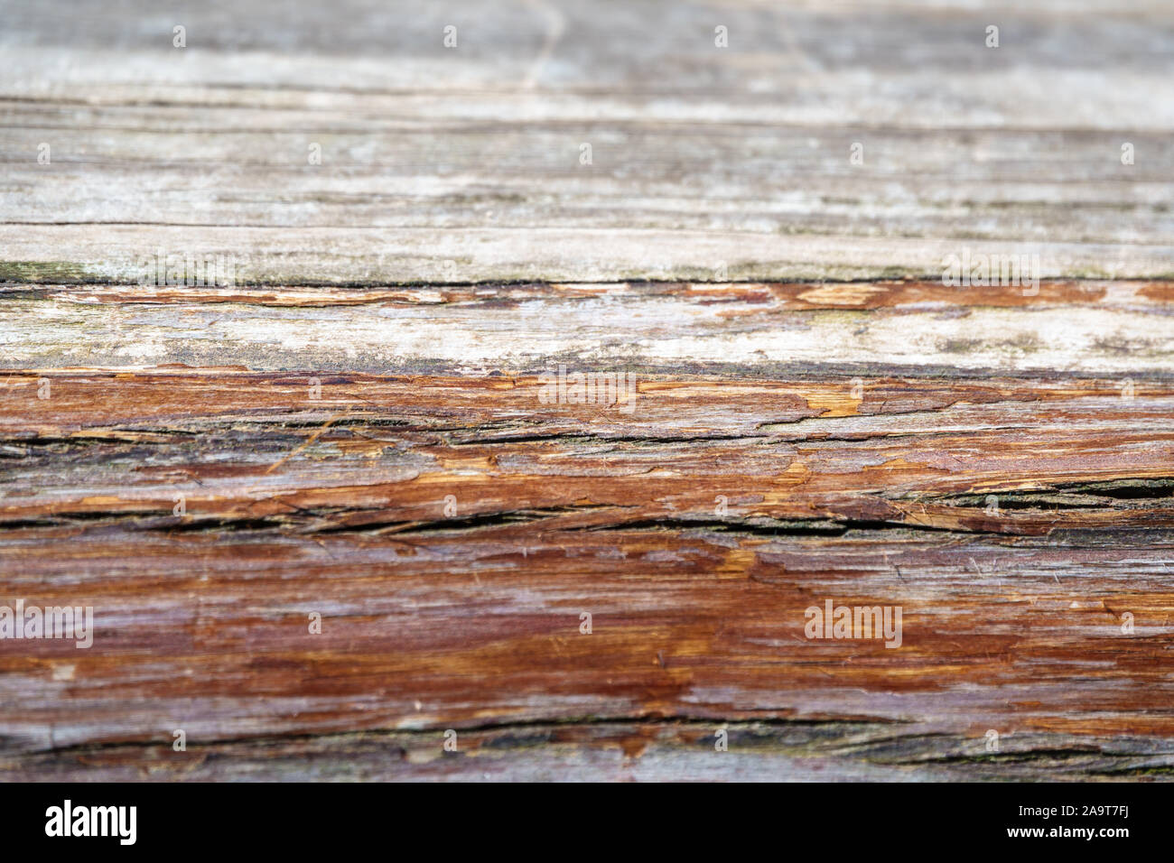 Eucalyptus Wood Stock Photos Eucalyptus Wood Stock Images Alamy