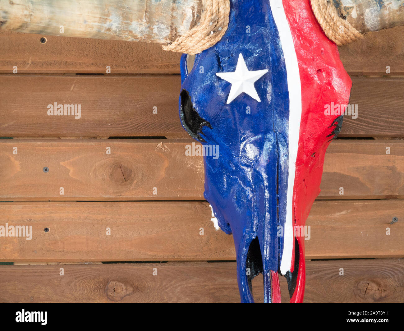Texas Longhorn skull painted with lone star state flag and mounted on hardwood wall. Decoration for patriotic texans. Stock Photo