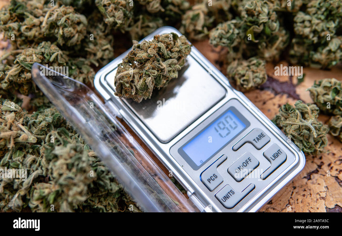 weighing marijuana buds on a scale. Fresh cannabis harvest Stock