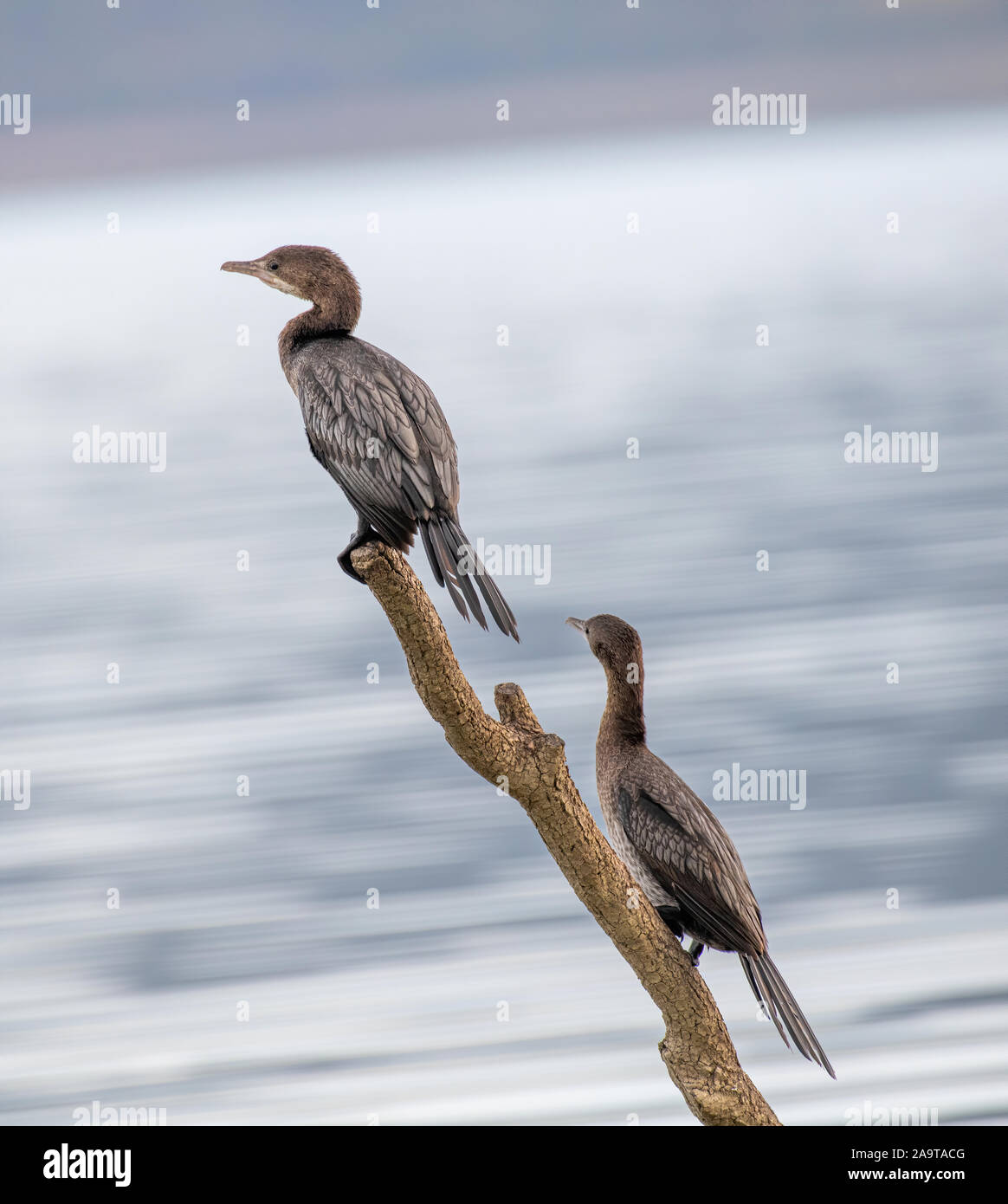 Pygmeus A Pygmy Cormorant (Phalacrocorax pygmeus) an endangered species sitting ...