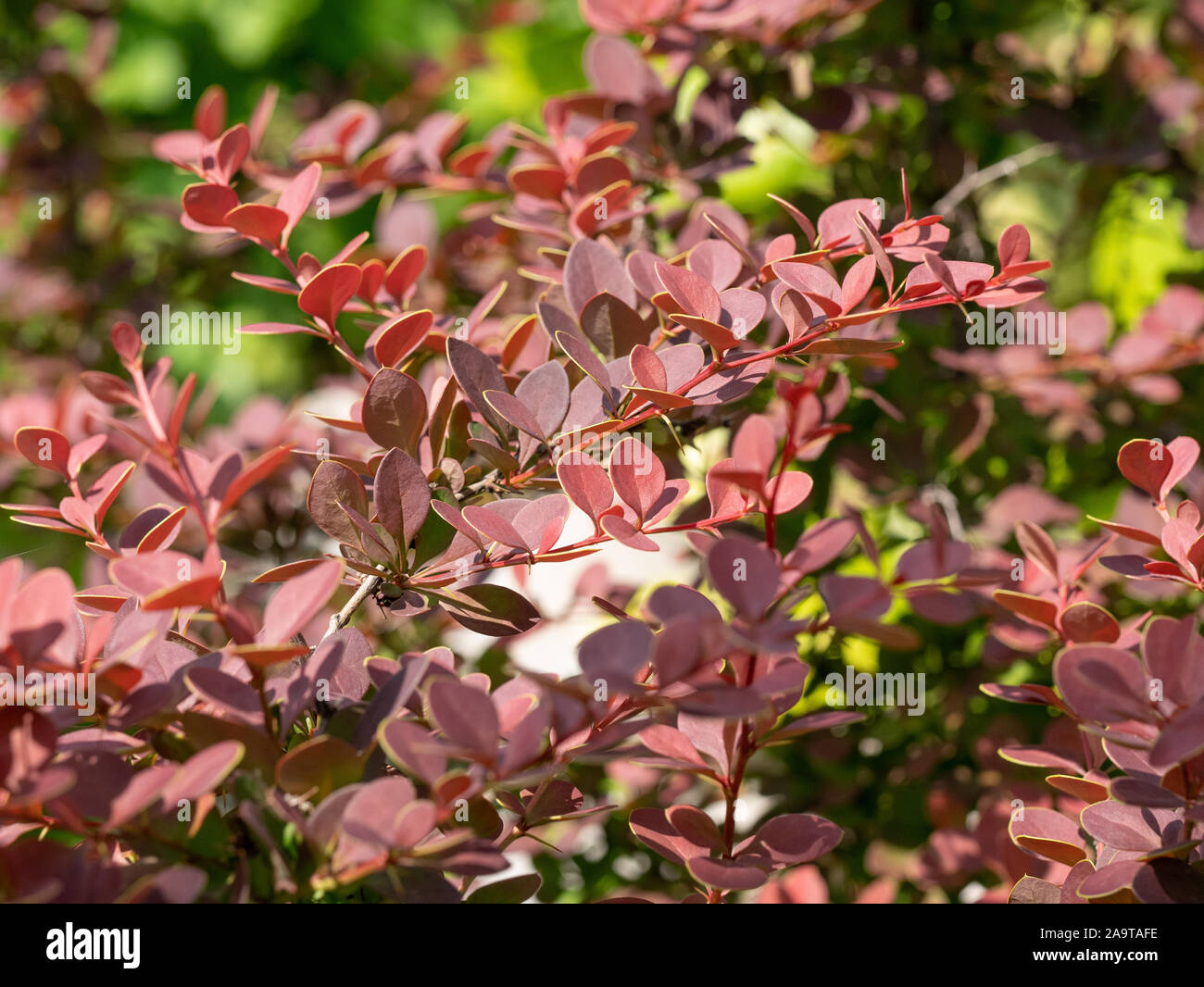 Macro photo of Japanese barberry bush (Berberis thunbergii) ** Note: Shallow depth of field Stock Photo
