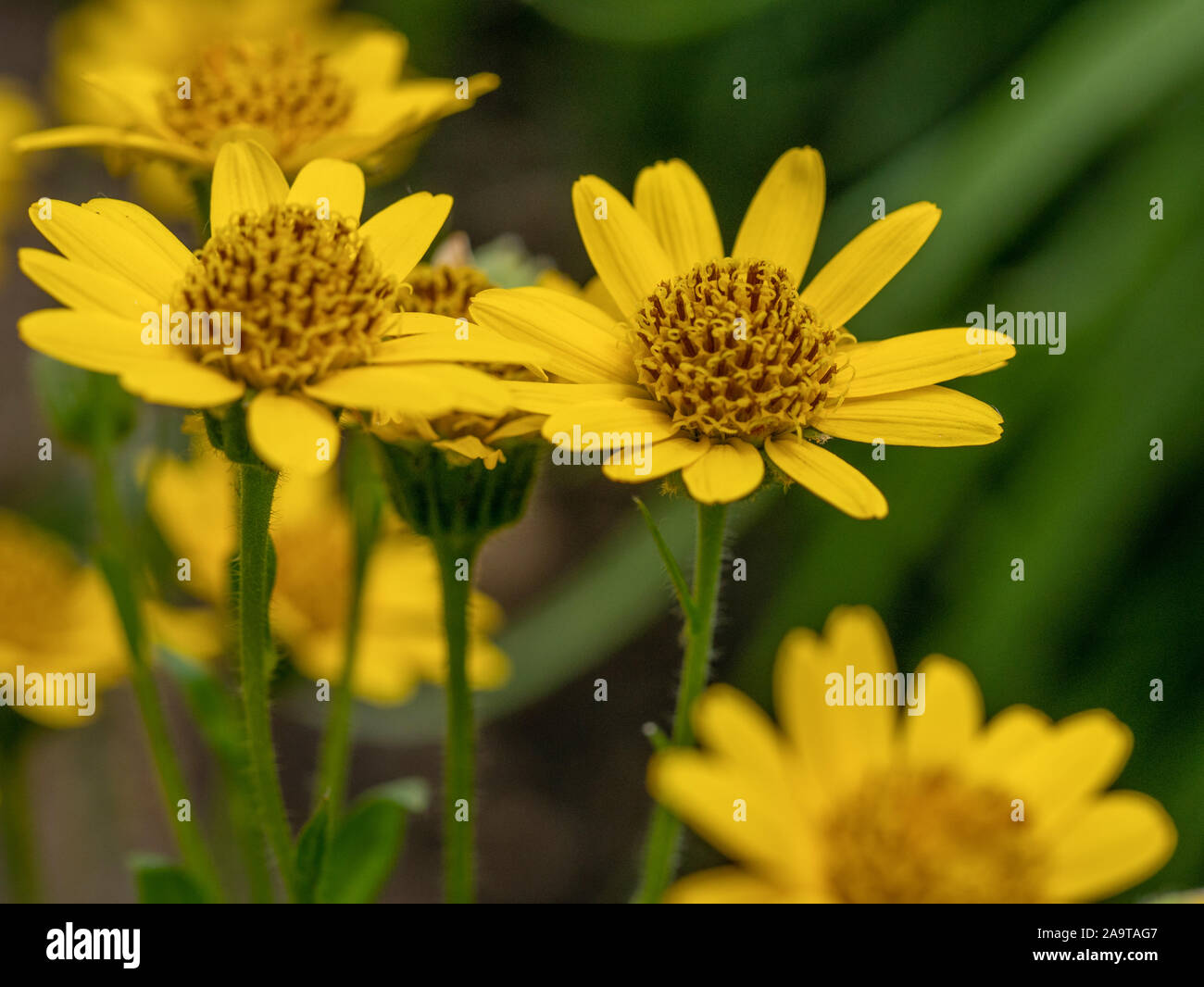 Close up of Arnica Montana flower in the dolomites** Note: Shallow depth of field Stock Photo