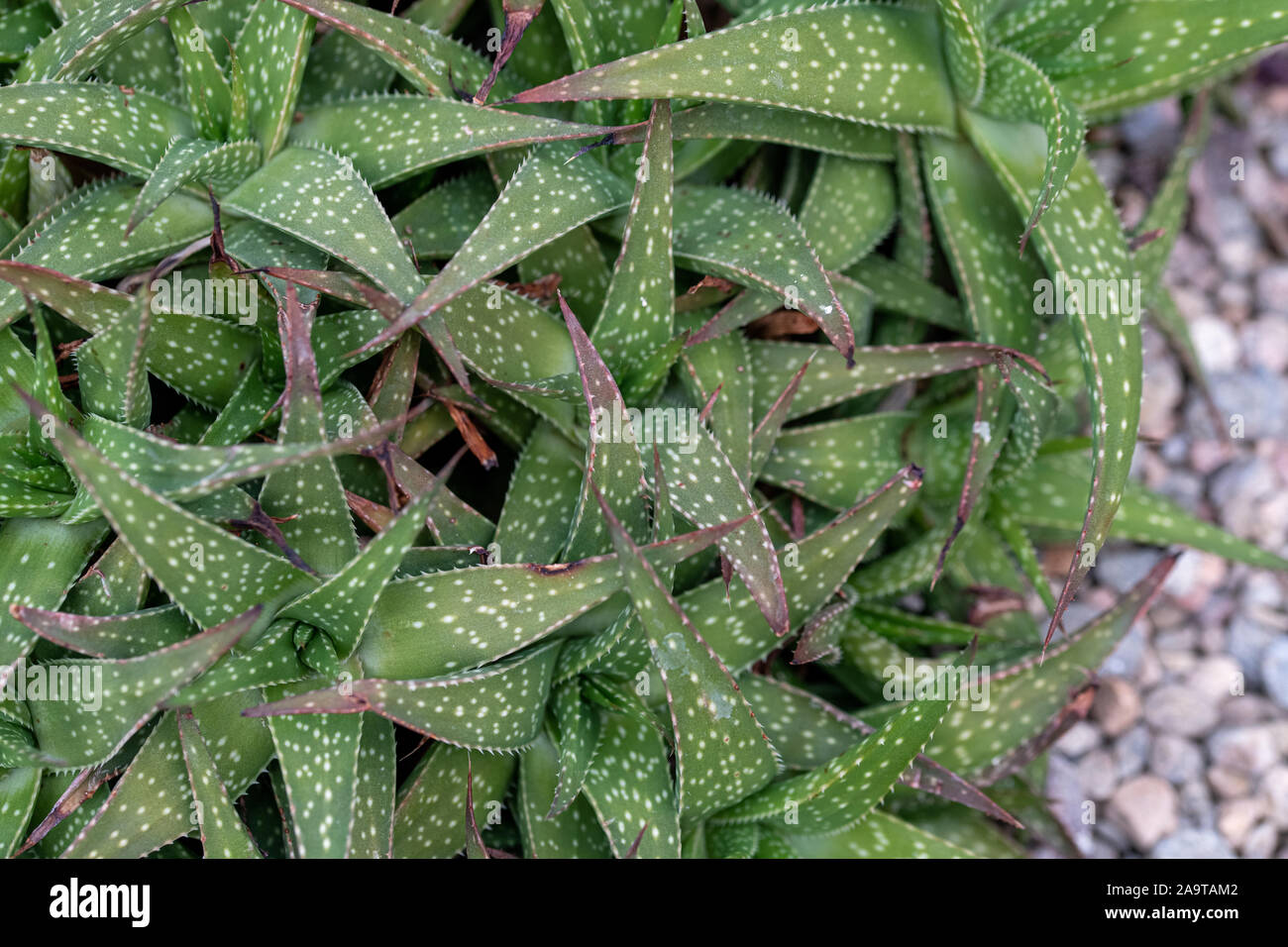 Close up of Gasteria (Gasteria lutzii) Succulent and Arid Plant Stock Photo
