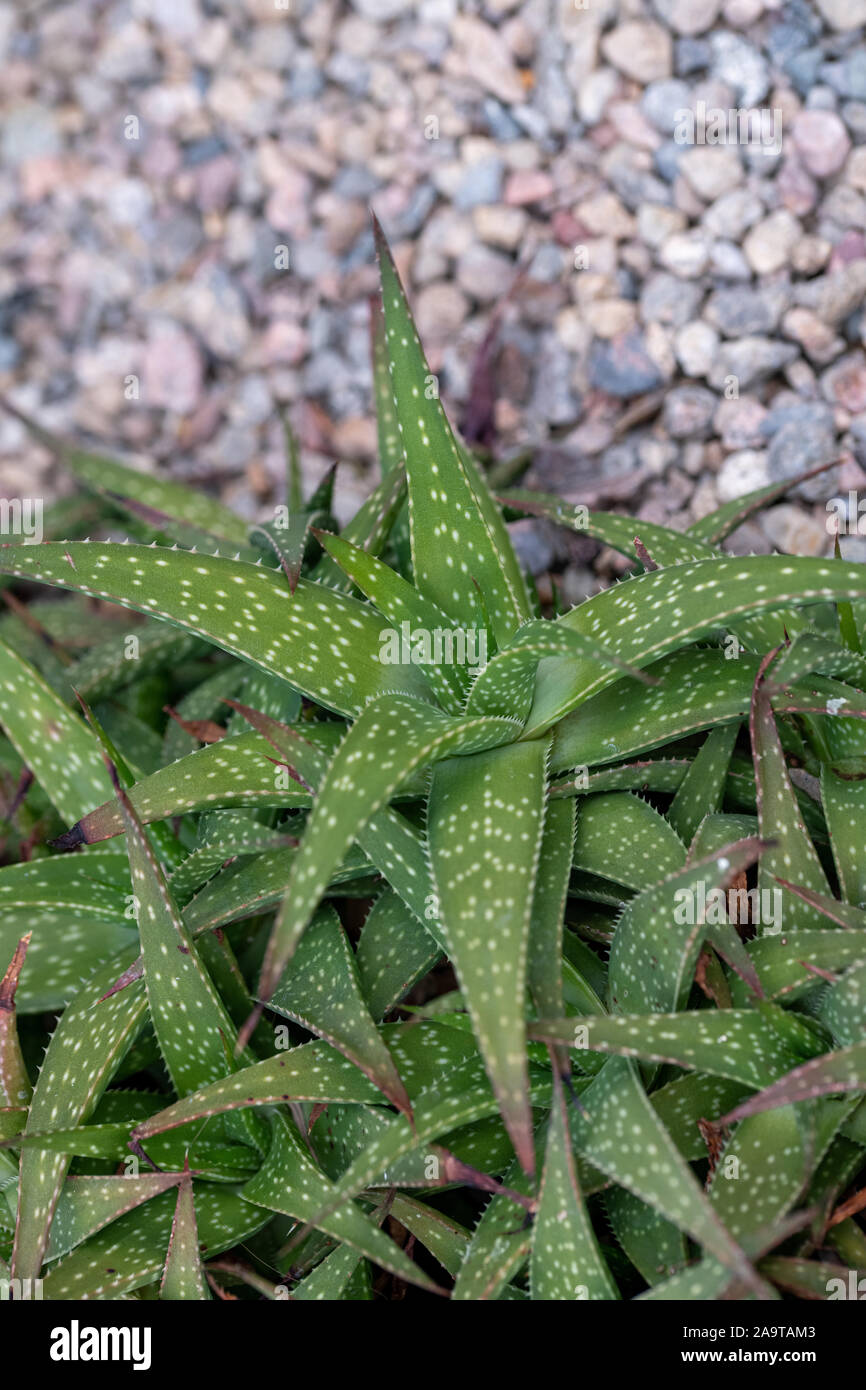 Gasteria (Gasteria lutzii) Succulent and Arid Plant. Note: Shallow depth of field Stock Photo