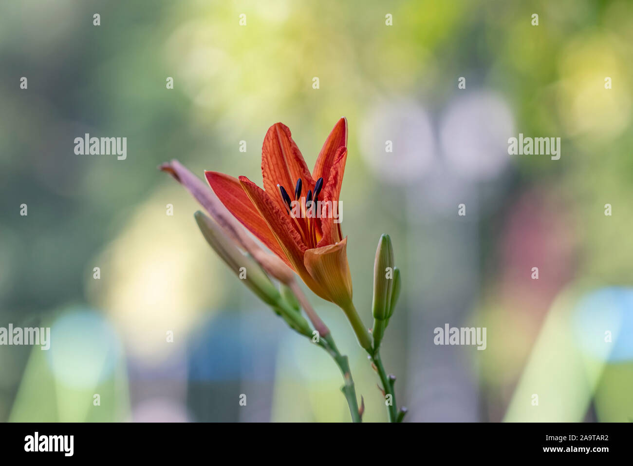 Orange lily. Fresh bright orange lily in green garden. Stock Photo