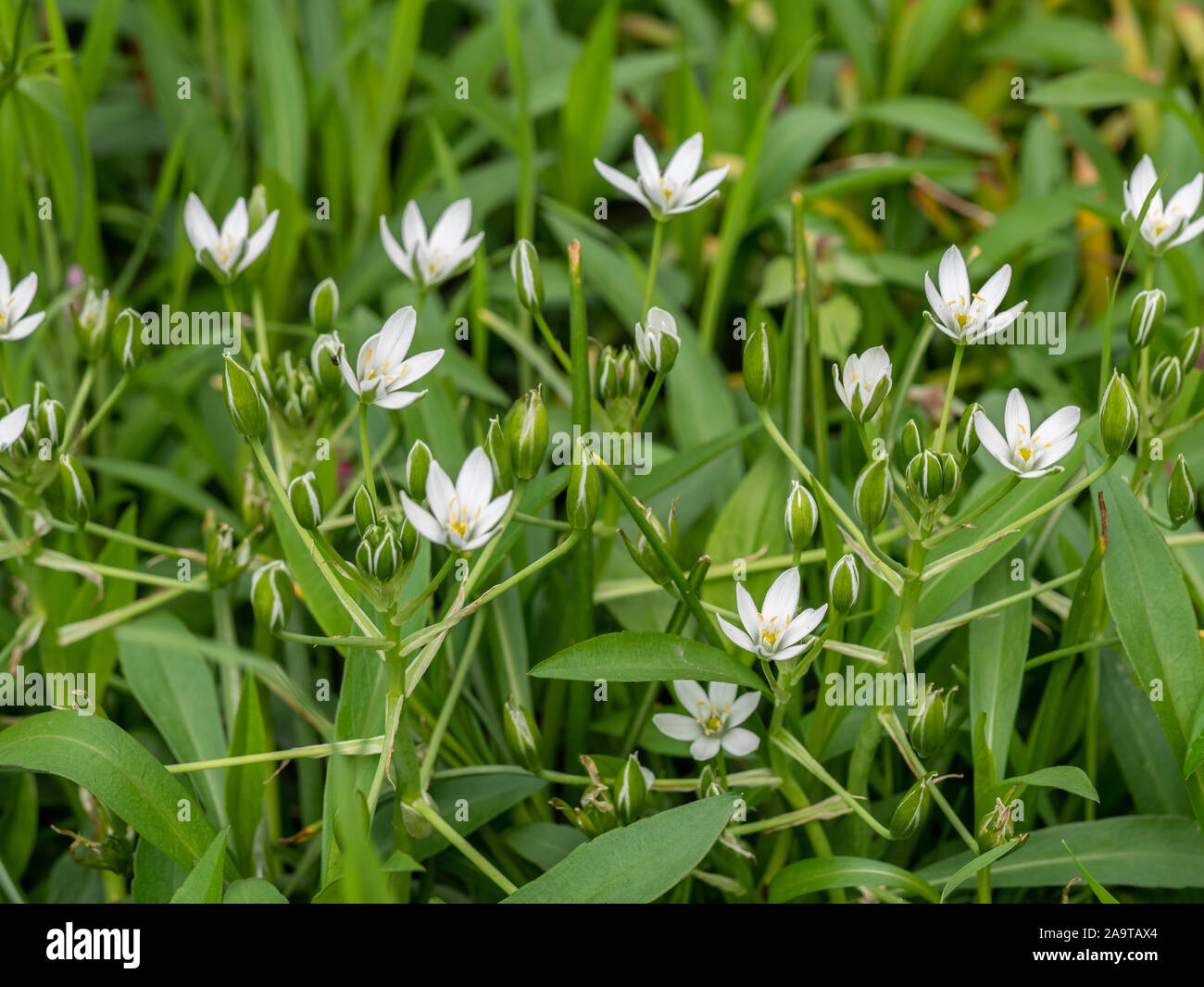 Garden star of Bethlehem white flowers growing from flower bulbs and blooming in the spring Stock Photo