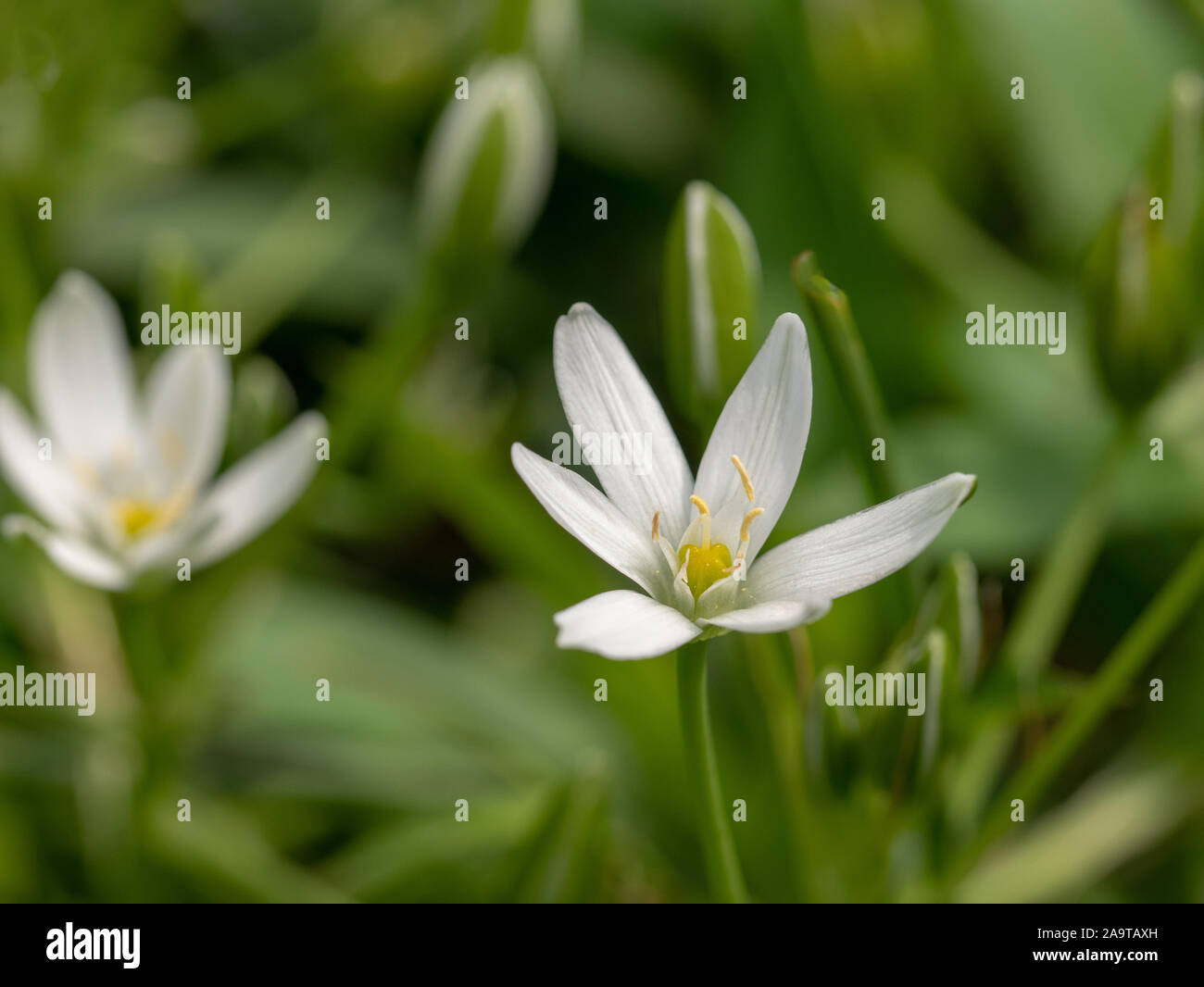 Garden star of Bethlehem white flowers growing from flower bulbs and blooming in the spring Stock Photo