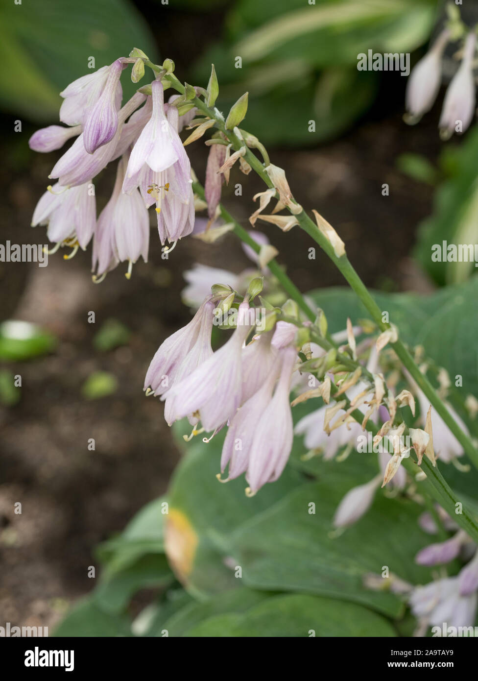 Cultivar Hosta hybrid 'Royal Standard' (Liliaceae) in the summer garden Stock Photo