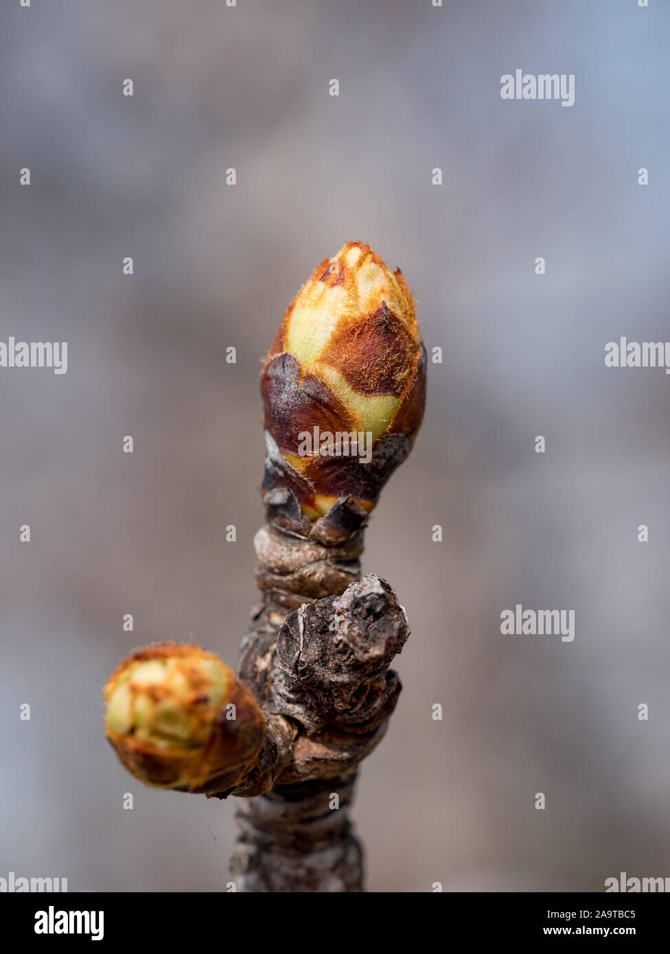 Macro of Pear buds in early spring ready to be opened Stock Photo