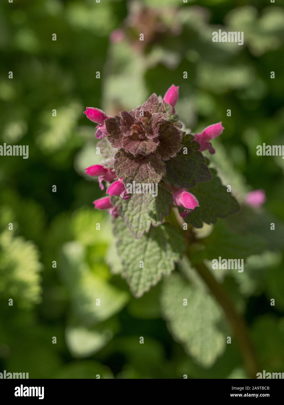 Red dead-nettle (Lamium purpureum) plant in flower. A plant with dark red flowers also known as purple archangle and purple deadnettle in the family L Stock Photo
