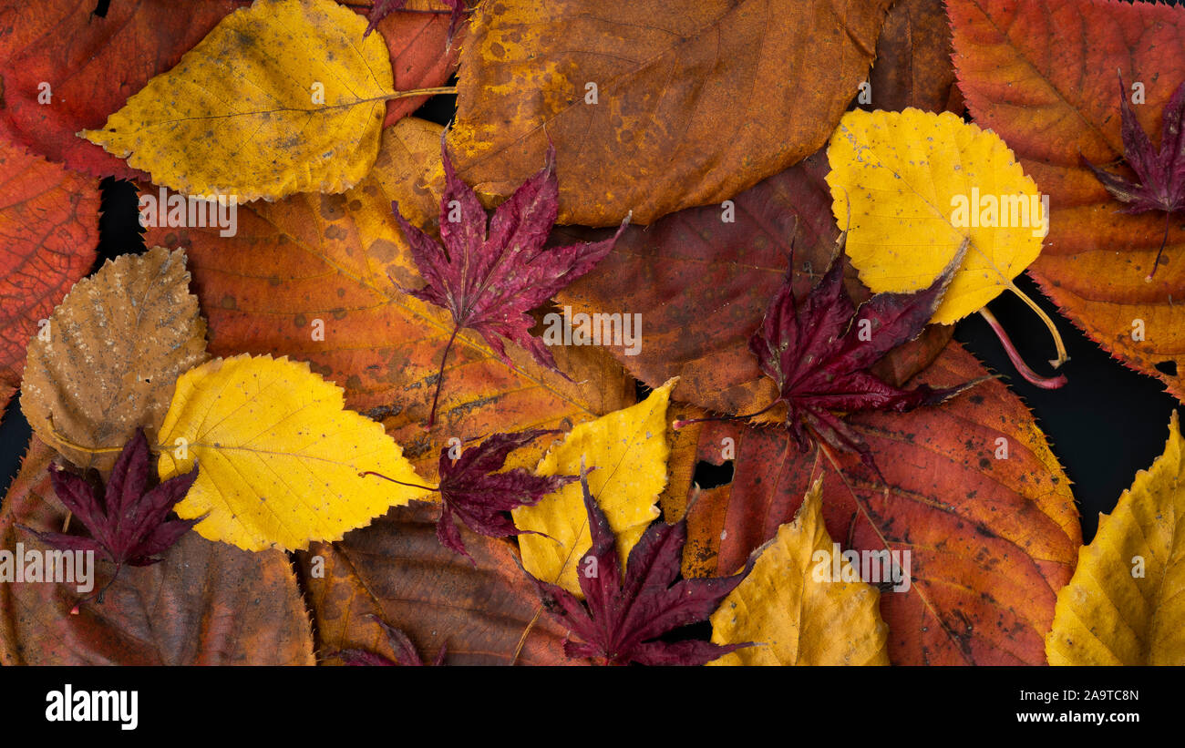 Mixed autumn leaves on a black background Stock Photo