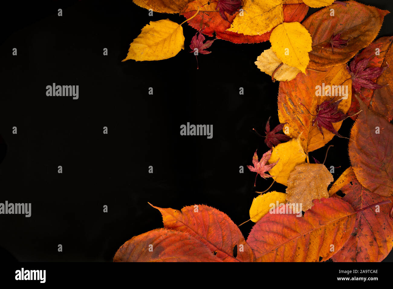 Mixed autumn leaves on a black background Stock Photo