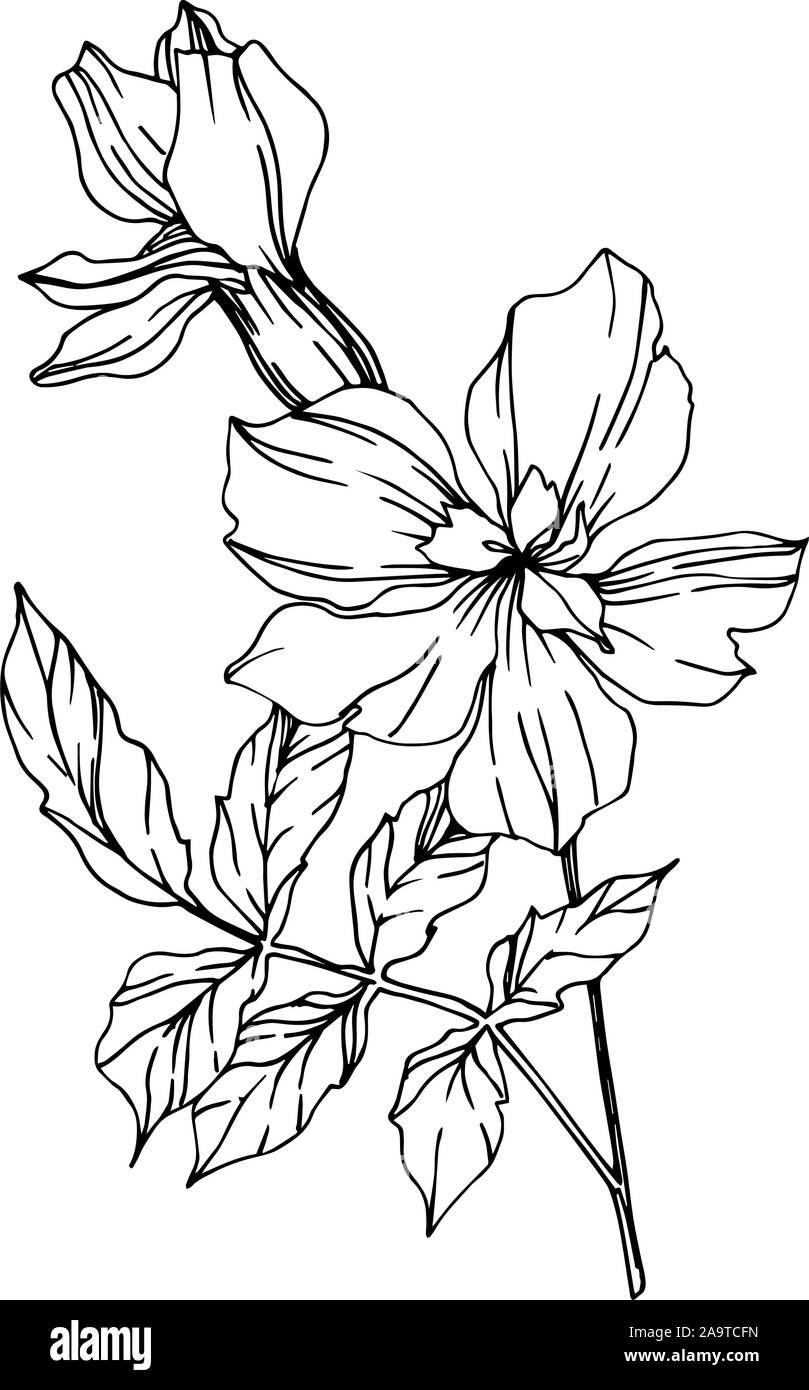 Marigold Flowers Black and White Stock Photos & Images Alamy