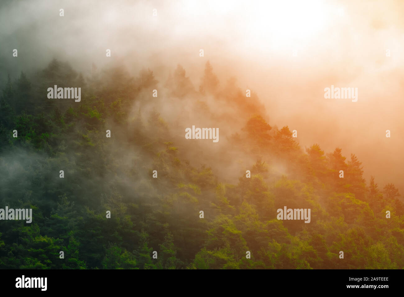 Misty landscape fir forest hi-res stock photography and images - Alamy