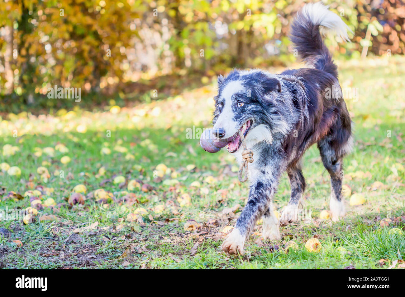 Australian Collie Stock Photos Australian Collie Stock Images