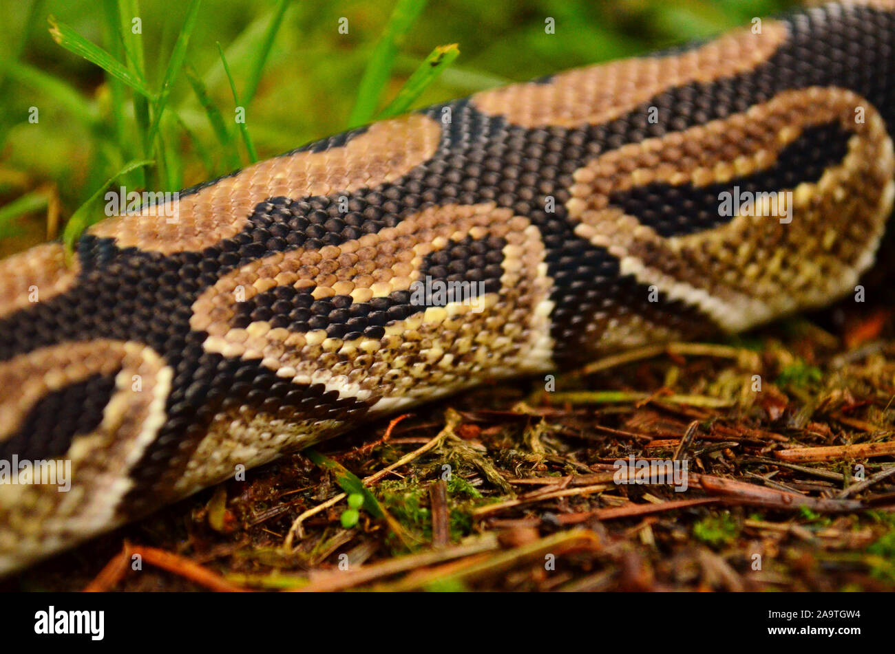 Ball python's scales and body Stock Photo