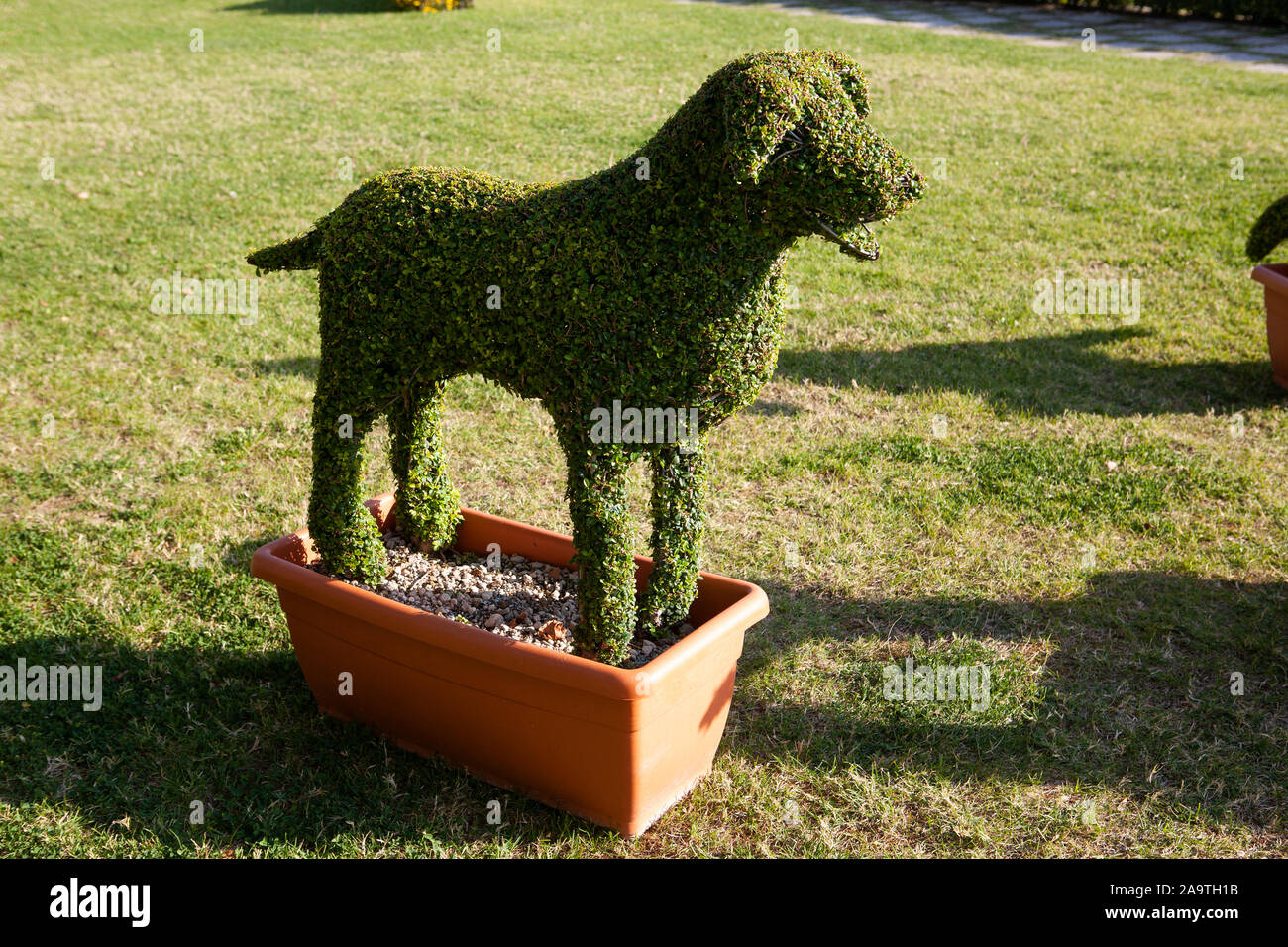 topiary garden bush cut into a dog shape Stock Photo