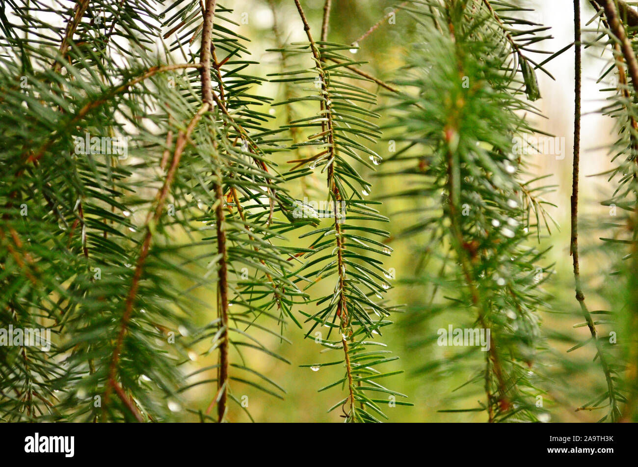 Pine needles on a branch Stock Photo