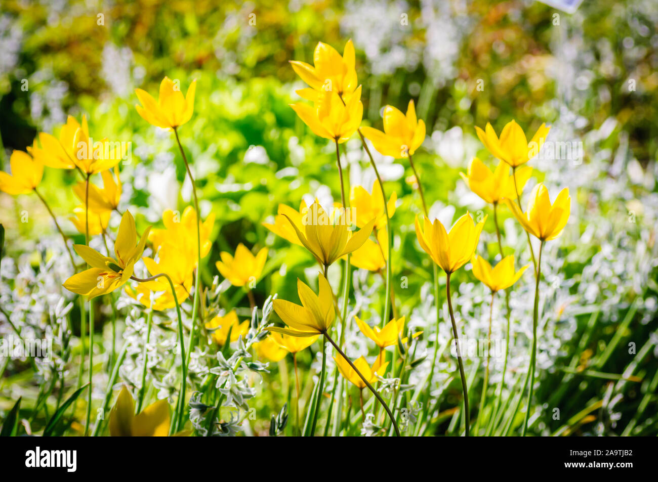 Spring background with beautiful yellow tulips and white flowers Stock ...