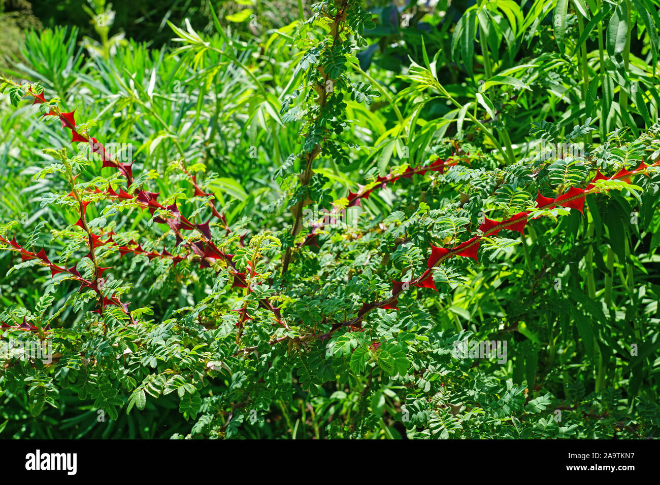 View of the red stems with thorns of Rosa Omeiensis Pteracantha Stock Photo