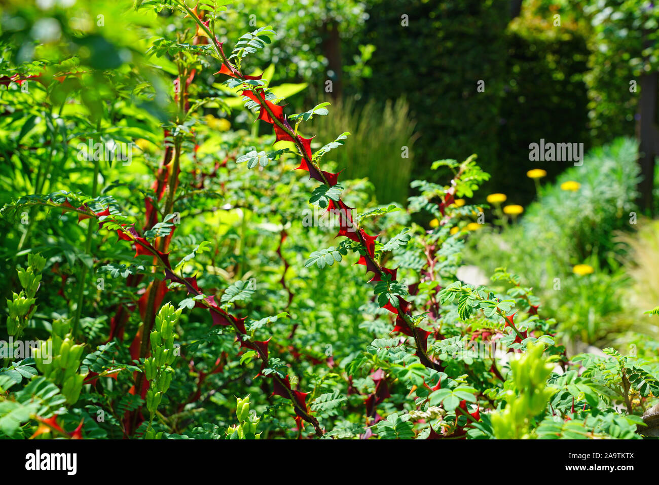 View of the red stems with thorns of Rosa Omeiensis Pteracantha Stock Photo