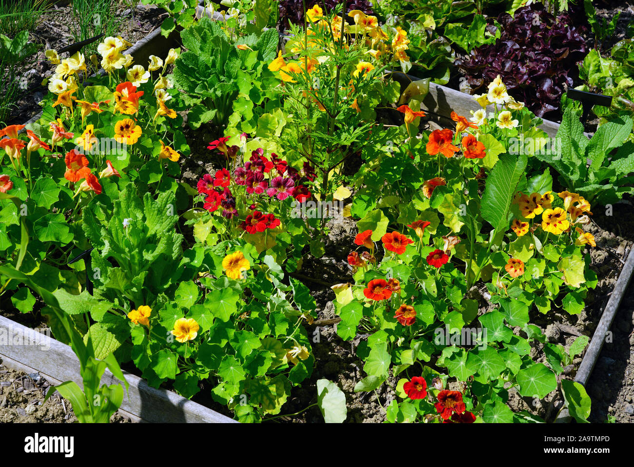 Raised bed vegetable garden box Stock Photo - Alamy