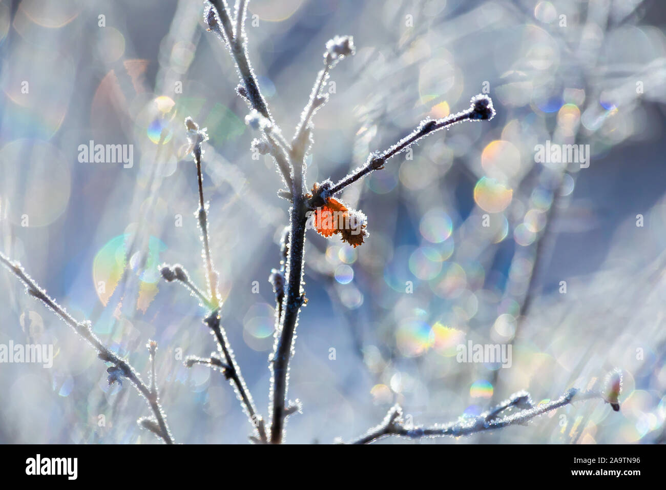 Branches and a red autumn leaf covered with hoarfrost, against a blurred background with multi-colored lens flare Stock Photo