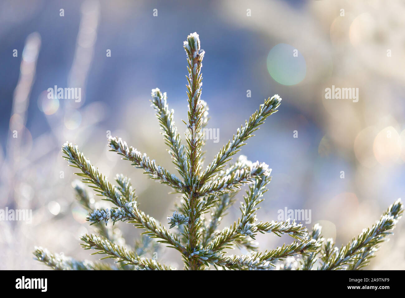 The top of a young spruce tree in hoarfrost, on a blurred multi-colored background with highlights Stock Photo