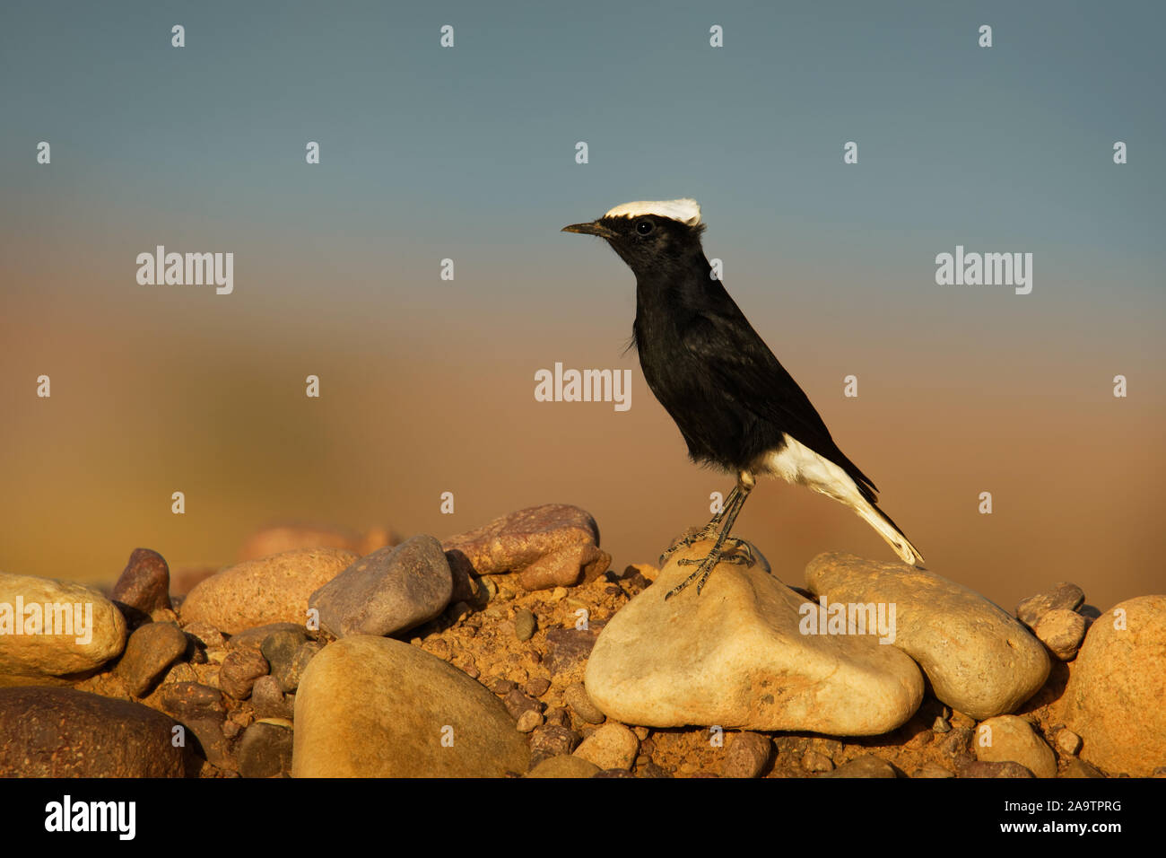 White-crowned wheatear - Oenanthe leucopyga black and white bird breeds in stony deserts from the Sahara and Arabia across to Iraq, largely resident, Stock Photo
