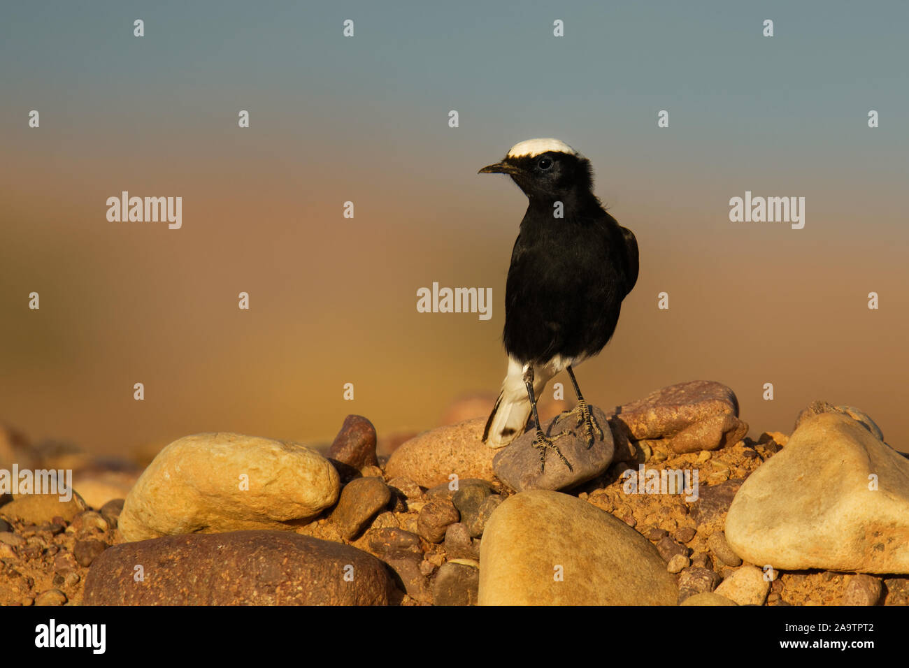 White-crowned wheatear - Oenanthe leucopyga black and white bird breeds in stony deserts from the Sahara and Arabia across to Iraq, largely resident, Stock Photo