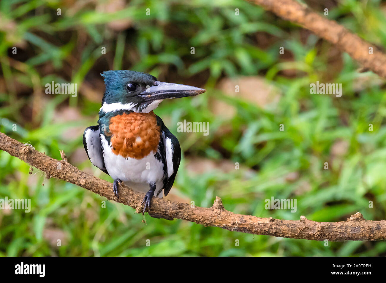 Weiblicher vogel hi-res stock photography and images - Alamy