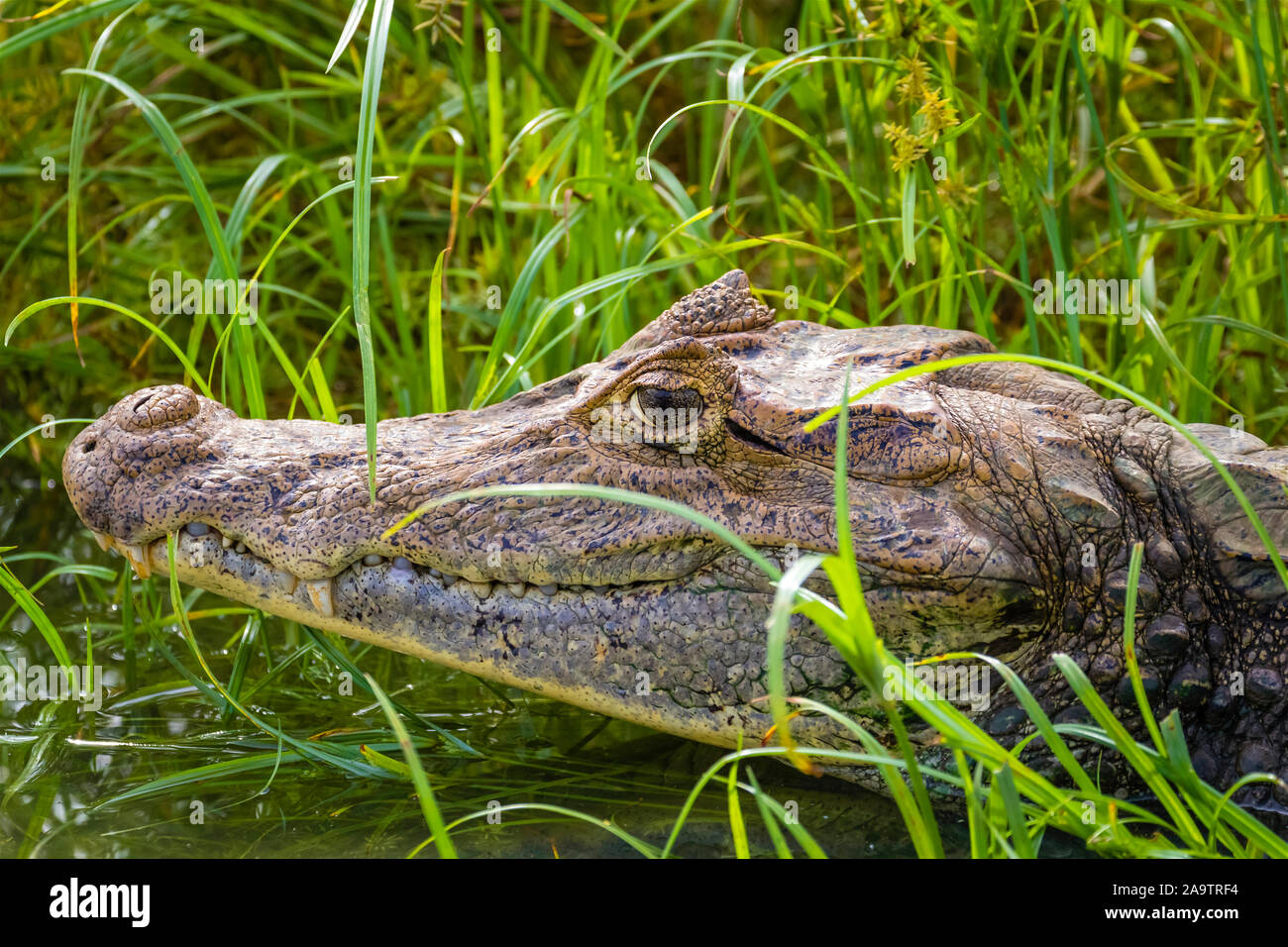 Mittelamerika, Costa Rica, Krokodil, Kaiman, Kaimankrokodil, Stock Photo