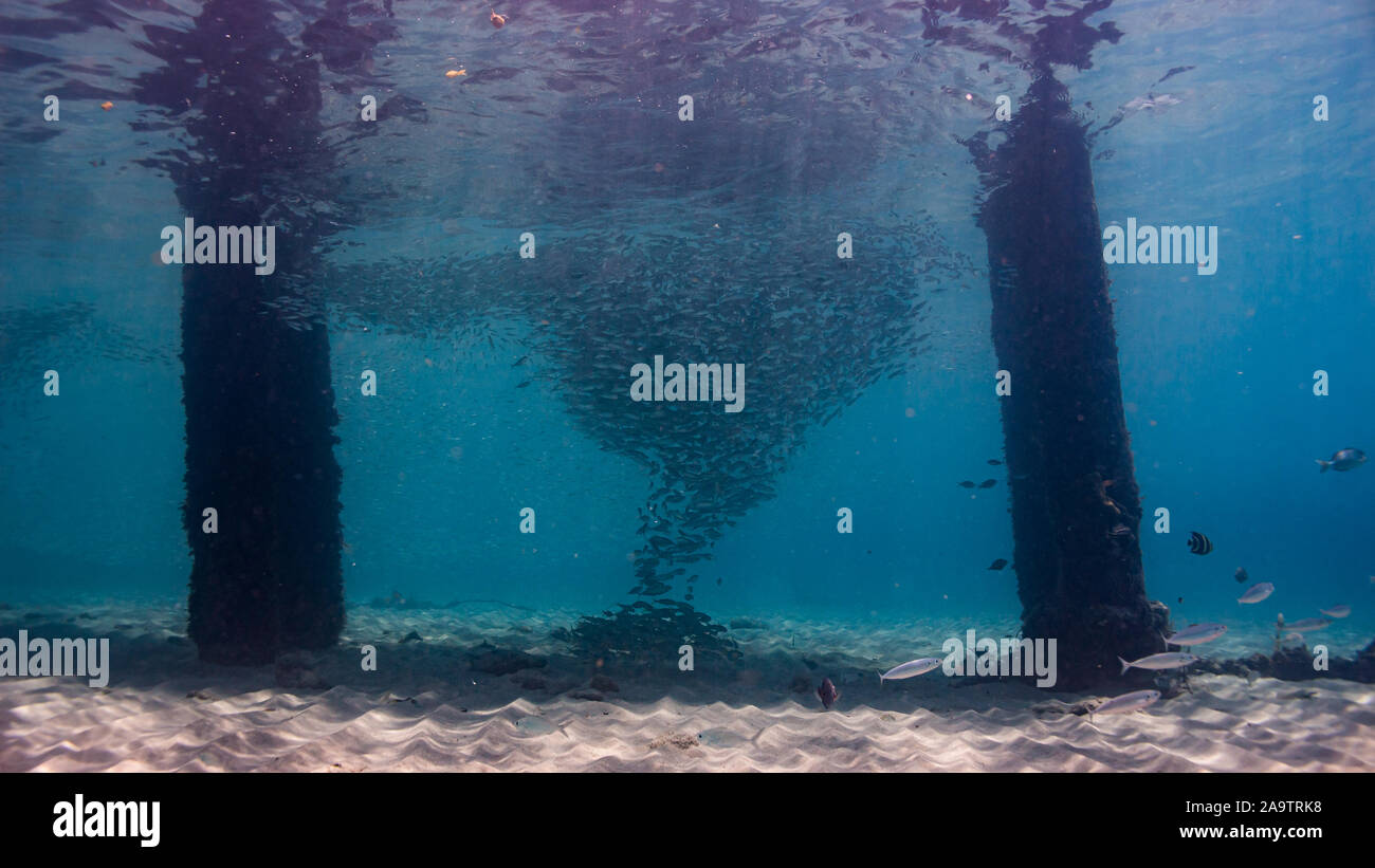 School of fish under jetty in shallow water Stock Photo Alamy