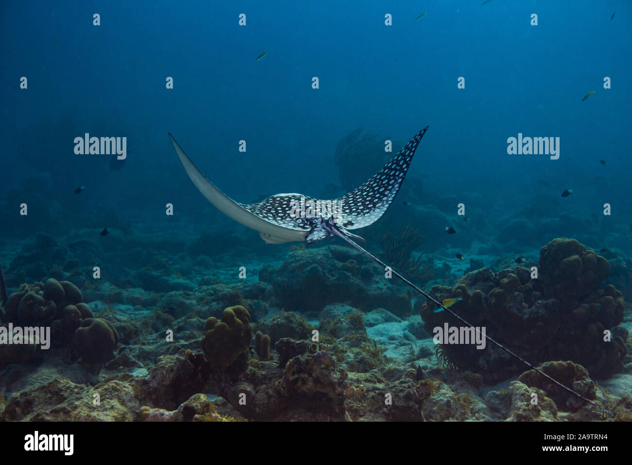 Eagle ray flying over coral reef in blue water Stock Photo